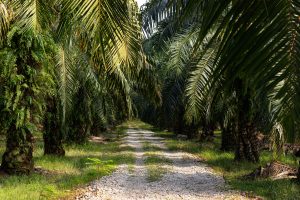 Peran Roundtable on Sustainable Palm Oil (RSPO) dalam Perlindungan Perempuan di Industri dan Pertanian Sawit